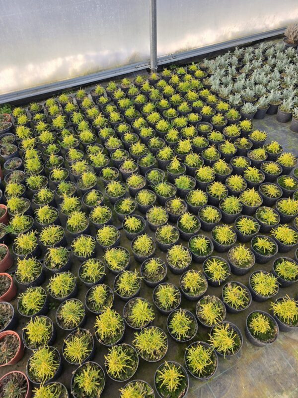 Rośliny Ozdobne Car, Zamość, Jatutów, Lublin, Santolina Lemon Fizz