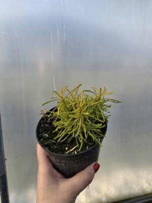 Skalnica Alpino White | Saxifraga x arendsii