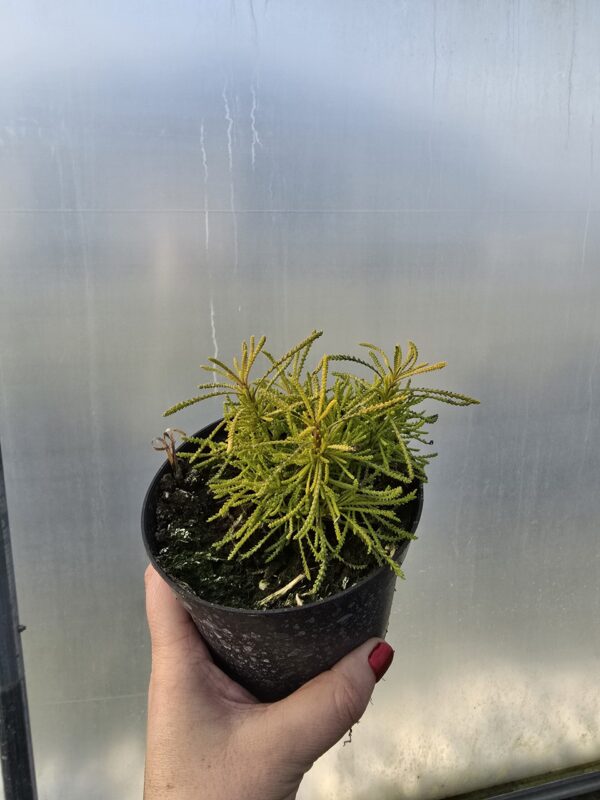 Skalnica Alpino White | Saxifraga x arendsii