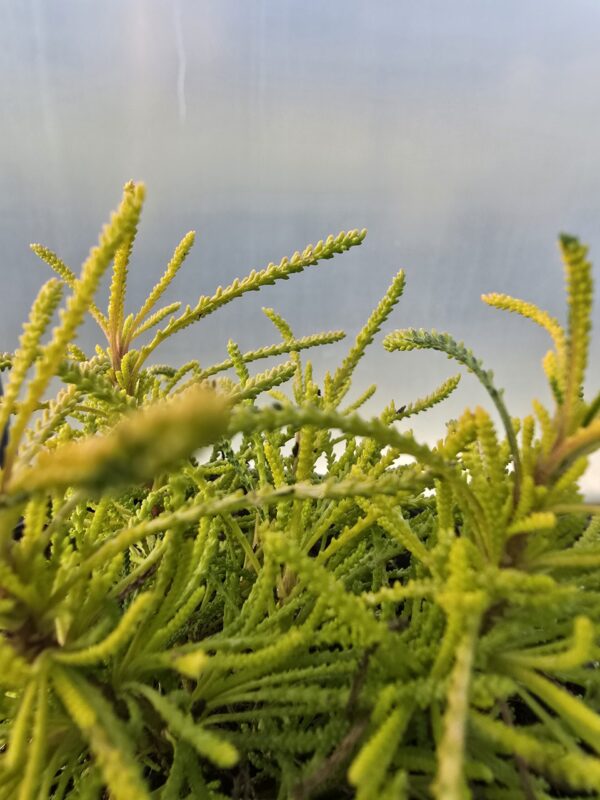 20250107_133411 Santolina Lemon Fizz 12'