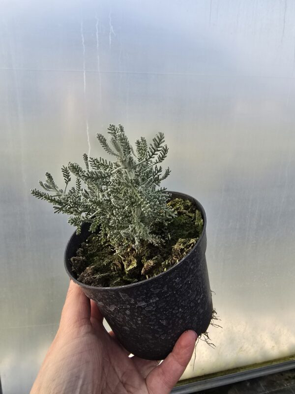 Rośliny Ozdobne Car, Jatuów, Zamość, Lublin, Santolina cyprysikowata