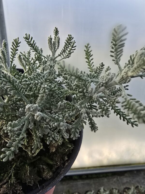 Skalnica Alpino Red | Saxifraga x arendsii