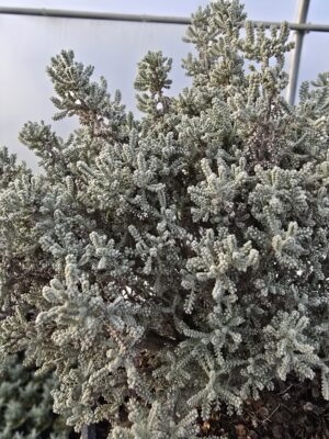 Rośliny Ozdobne Car, Jatutów, Zamość, Lublin, Santolina cyprysikowata