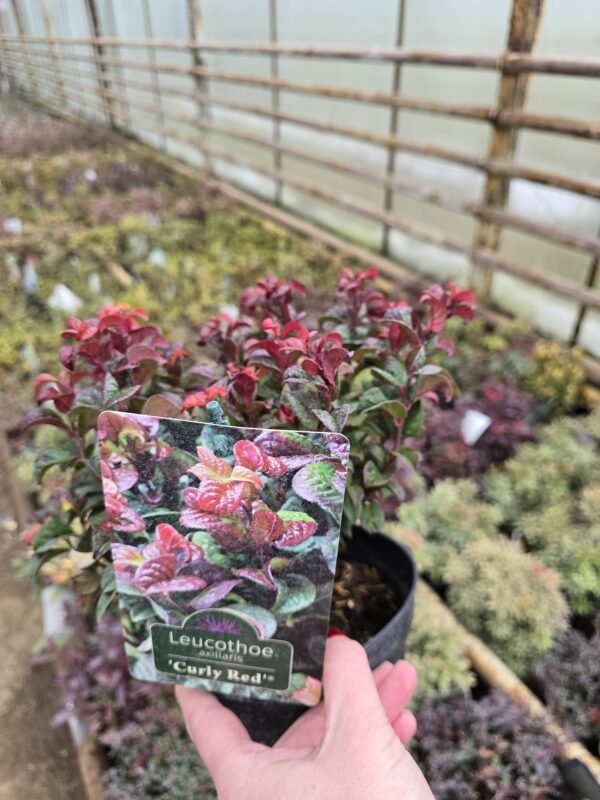 Kiścien wawrzykowy - krzew Curly Red