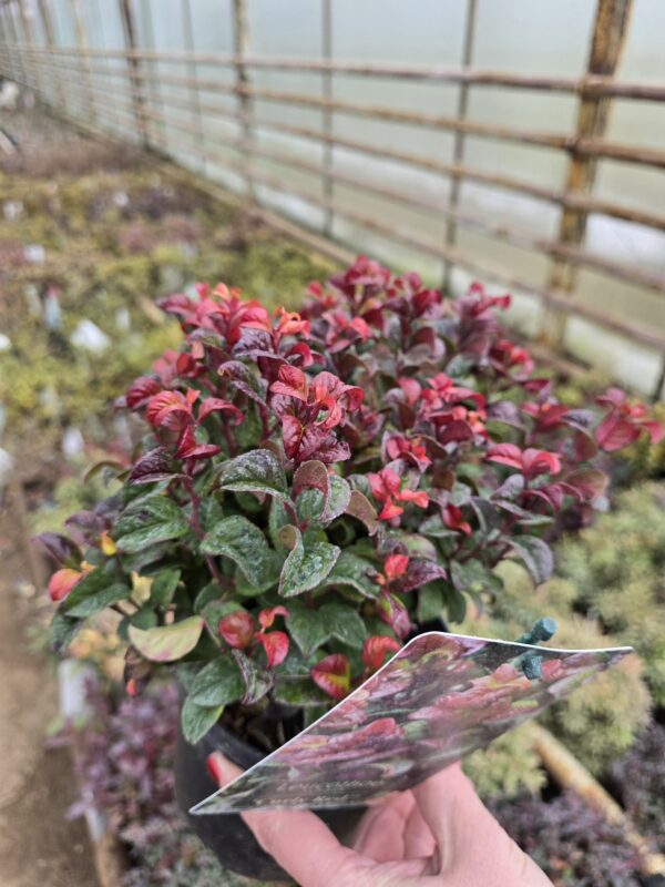 Kiścien wawrzykowy - krzew Curly Red