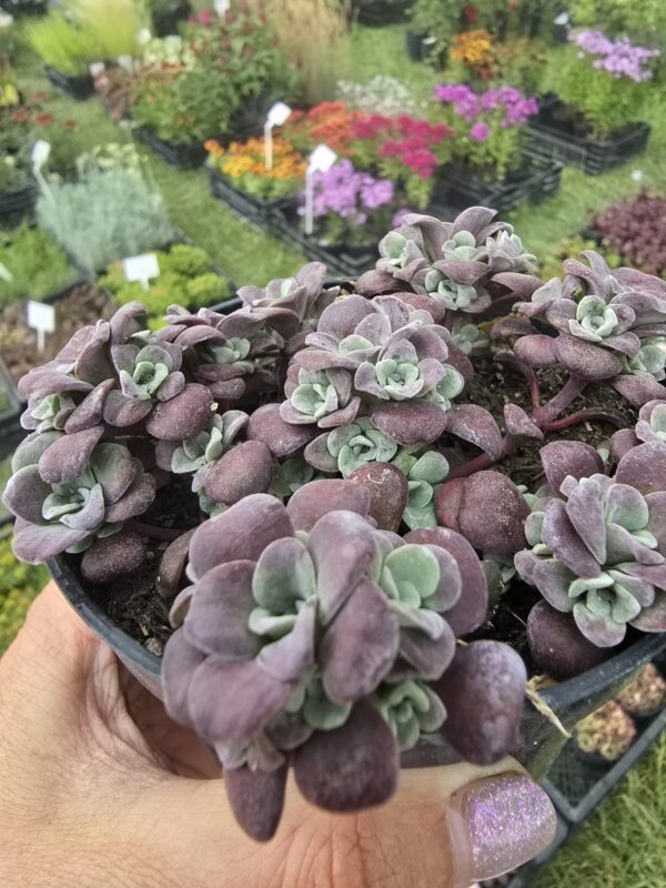 Rozchodnik łopatkowy 'Purpureum'