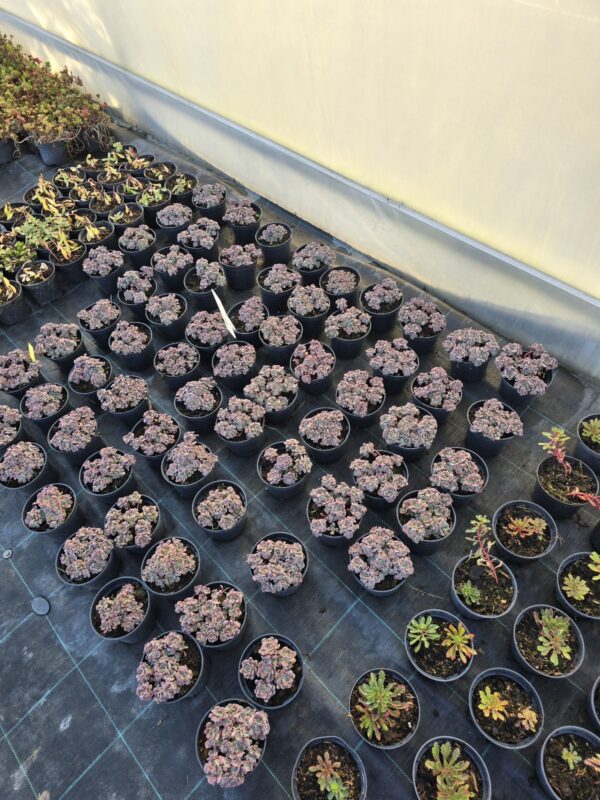 Rozchodnik łopatkowy 'Purpureum'