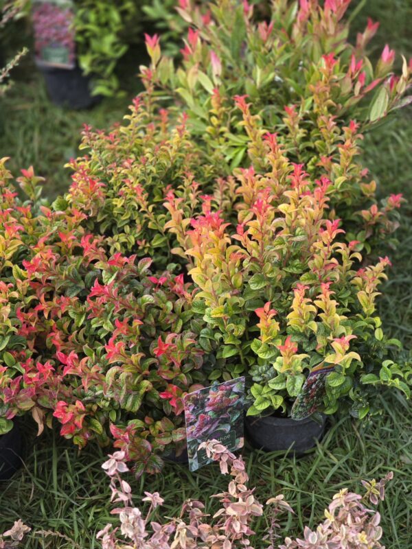 Kiścien wawrzykowy - krzew Curly Red