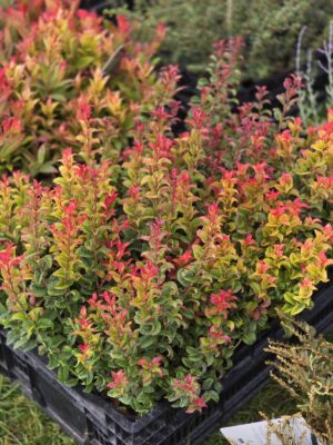 Kiścien wawrzykowy - krzew Curly Red