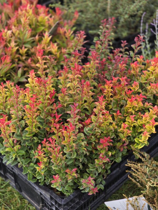 Kiścien wawrzykowy - krzew Curly Red