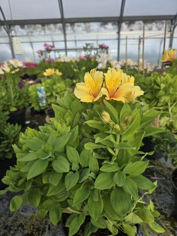 Alstromeria ogrodowa Spring Valley, XXL, 3L (Kopia)