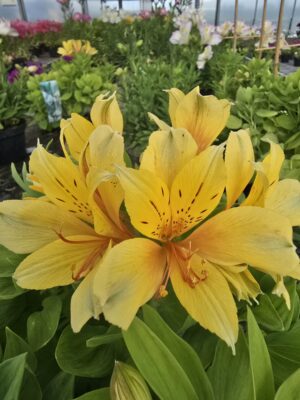 Skalnica Alpino Carnival | Saxifraga x arendsii