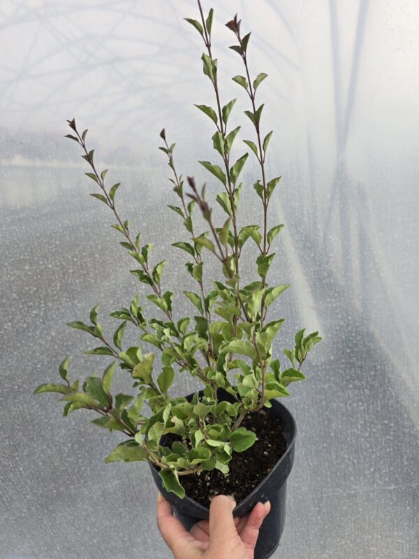 20250708_172423 Krzew, Lilak 'Red Pixie', 2L