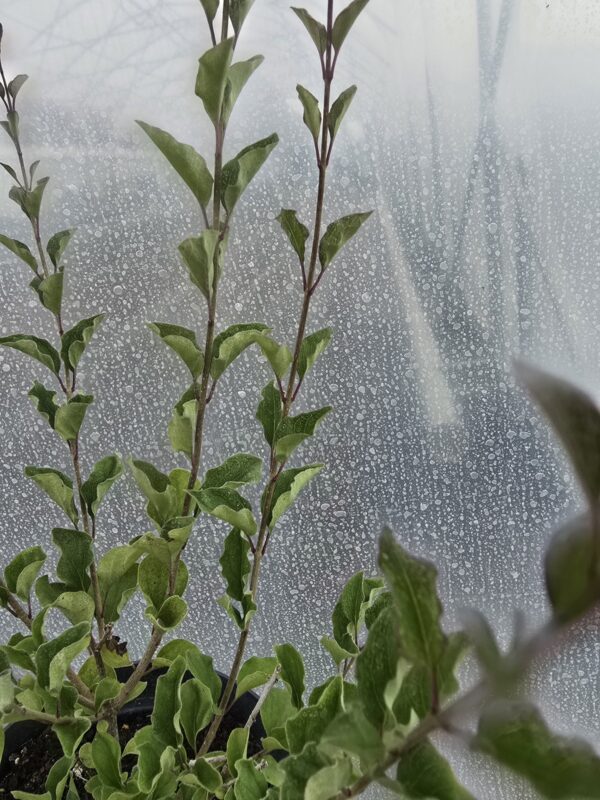 20250708_172427 Krzew, Lilak 'Red Pixie', 2L