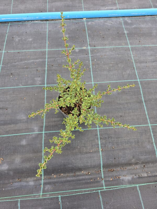 Prusznik 'Blue Jeans' - niebieski krzew, 2L, XXL