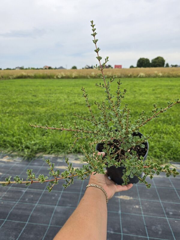 Prusznik 'Blue Jeans' - niebieski krzew, 2L, XXL