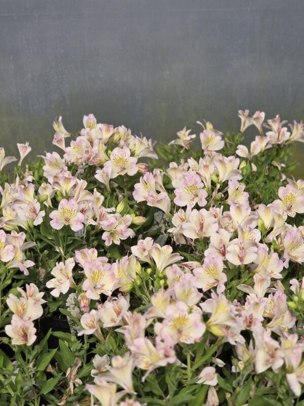 Alstromeria ogrodowa Beach Valley, XXL, 3L