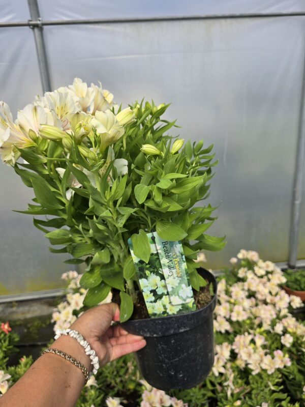 Alstromeria ogrodowa Beach Valley, XXL, 3L
