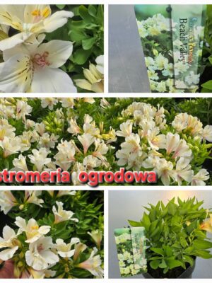 Alstromeria ogrodowa Beach Valley, XXL, 3L