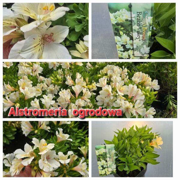 Alstromeria ogrodowa Beach Valley, XXL, 3L