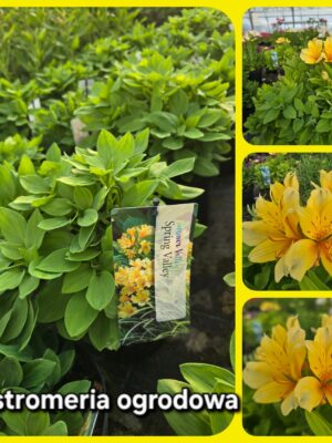 Alstromeria ogrodowa Spring Valley, XXL, 3L (Kopia)