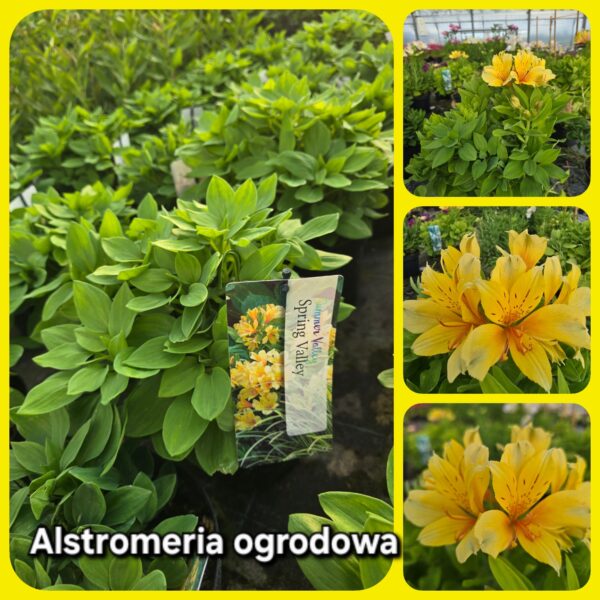 Alstromeria ogrodowa Spring Valley, XXL, 3L (Kopia)