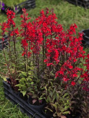 Lobelia wieloletnia czerwona,  1,5L (Kopia)