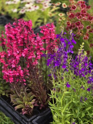 Lobelia wieloletnia różowa,  1,5L