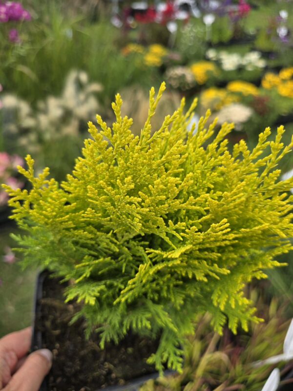 20250810_114730 Żywotnik wschodni 'Aurea Nana