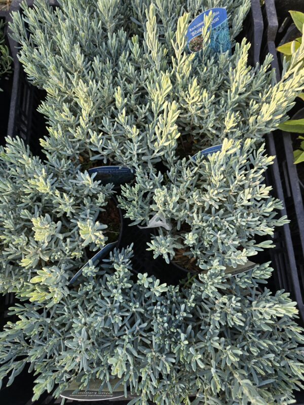 20250903_174550 Modrzewnica pospolita 'Blue Lagoon' (Kopia)