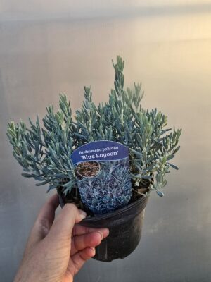 Modrzewnica pospolita 'Blue Lagoon' (Kopia)