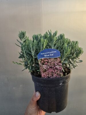 Modrzewnica pospolita 'Blue Ice'