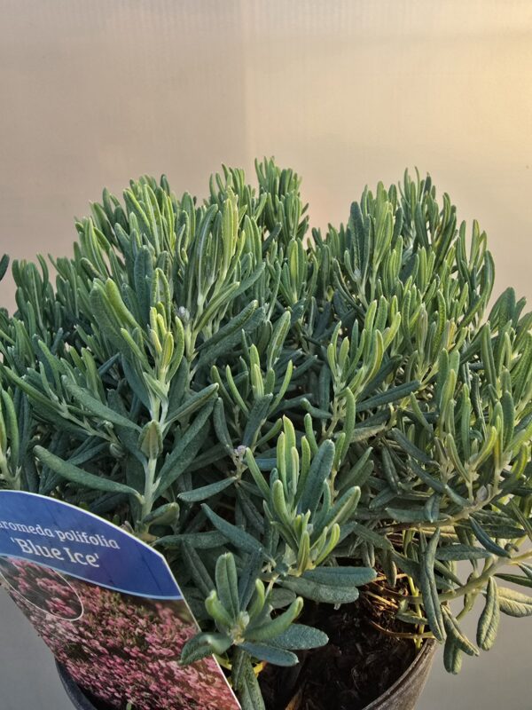 20250903_174650 Modrzewnica pospolita 'Blue Lagoon' (Kopia)