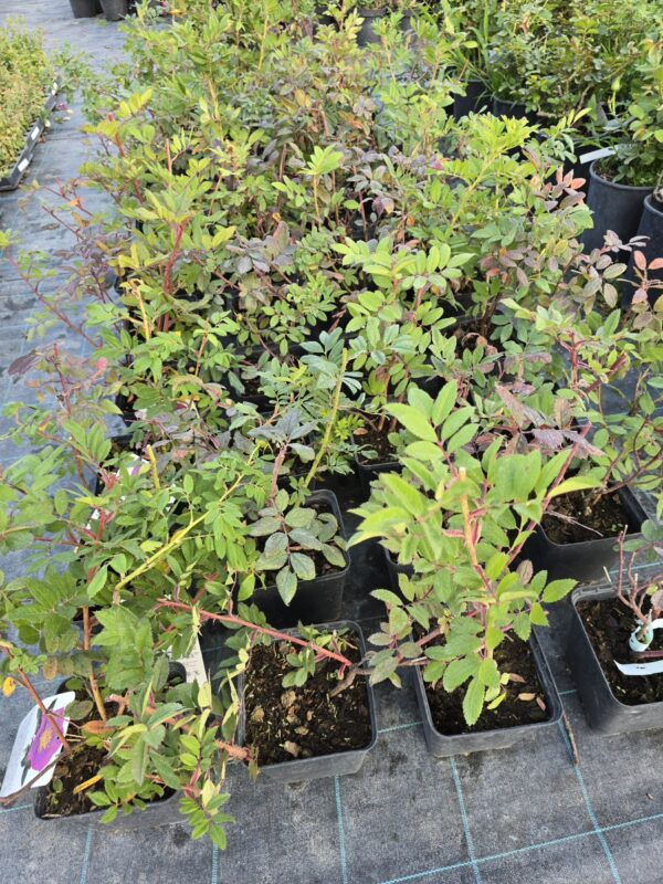 20250903_181701 Róża pomarszczona, jadalna, 2L