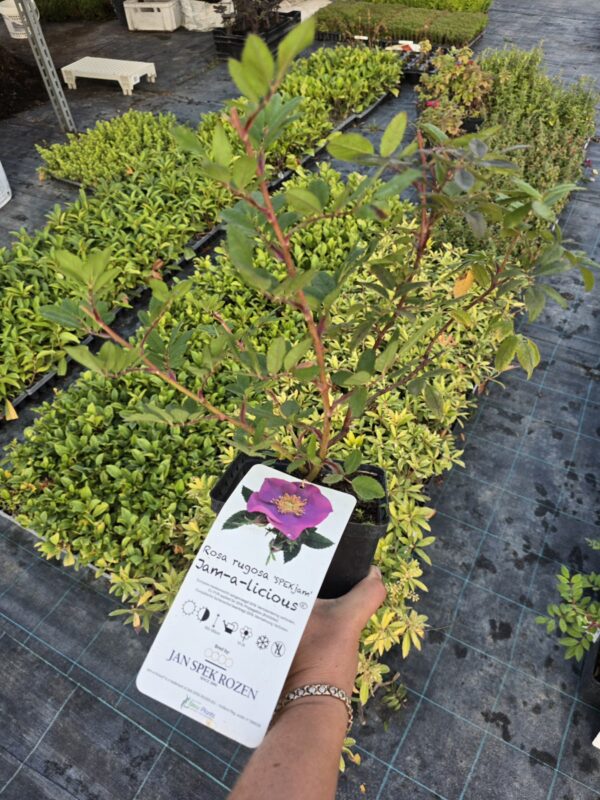 20250903_181731 Róża pomarszczona, jadalna, 2L