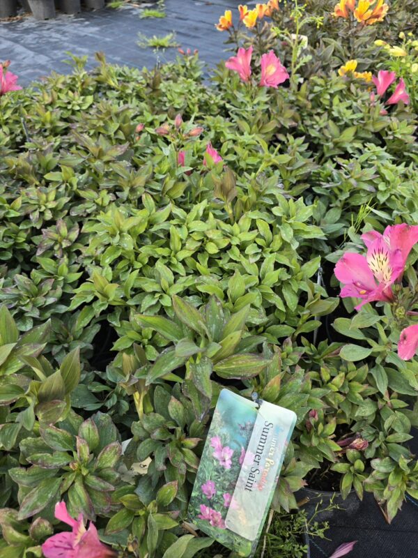 20250903_181802 Alstromeria ogrodowa Summer Saint , XXL, 3L.