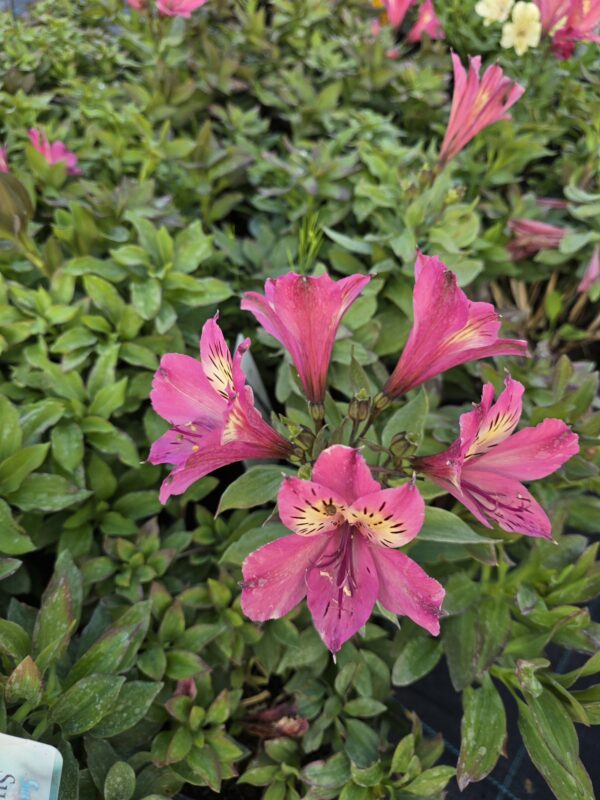 20250903_181805 Alstromeria ogrodowa Summer Saint , XXL, 3L.