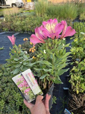 Alstromeria ogrodowa Summer Saint , XXL, 3L.