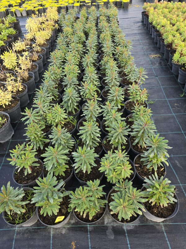 20250903_181926 Wilczomlecz 'Ascot Petite '