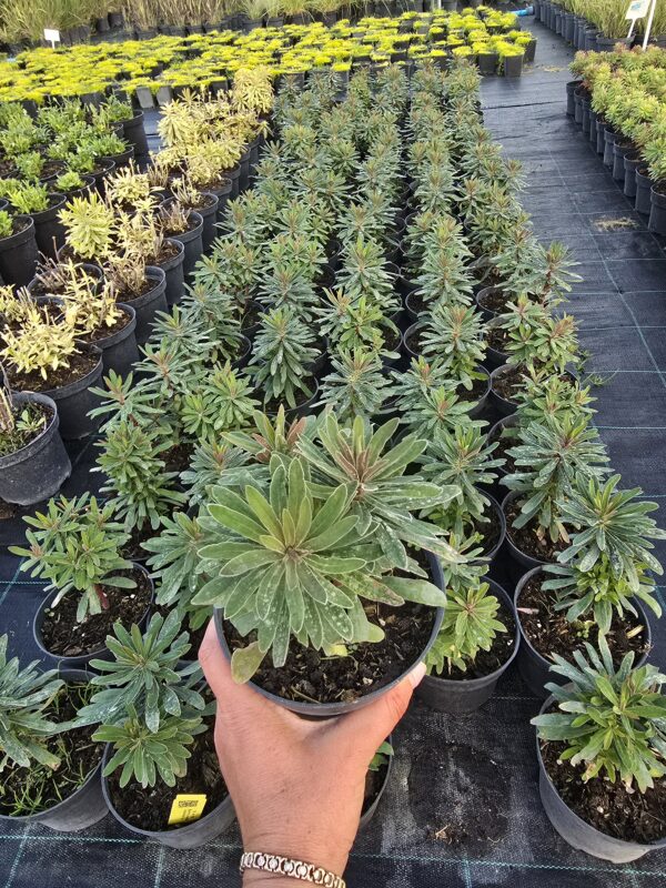 20250903_181936 Wilczomlecz 'Ascot Petite '