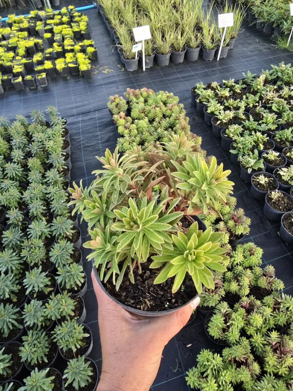 Wilczomlecz 'Ascot Rainbow ', bylina