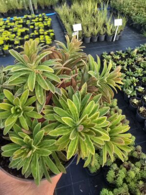 Wilczomlecz 'Ascot Rainbow ', bylina