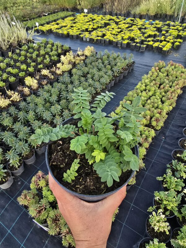 20250903_182053 Wiesioł Heavenly Habit, bylina, 1,5L