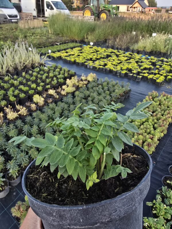 20250903_182057 Wiesioł Heavenly Habit, bylina, 1,5L