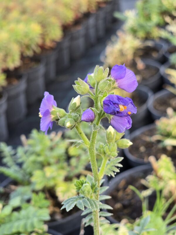 20250903_182118 Wiesioł Heavenly Habit, bylina, 1,5L