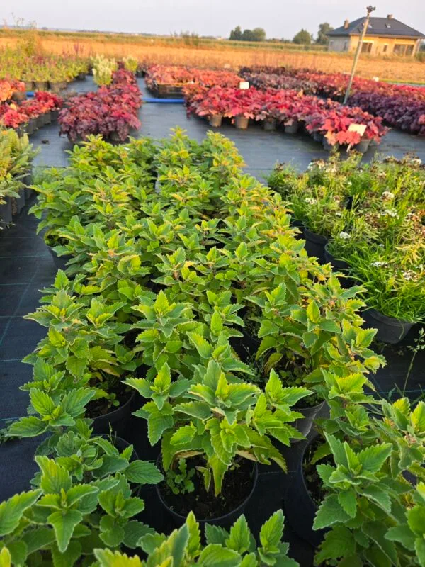 Barbula różowa 'Pavilion Pink'