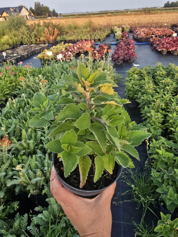 20250903_182541-1 Barbula różowa 'Pavilion Pink'