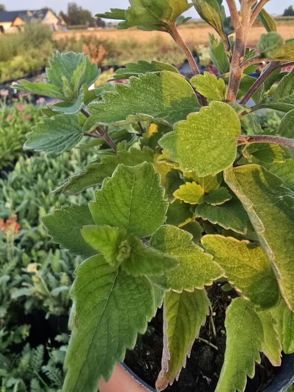 20250903_182544 Barbula różowa 'Pavilion Pink'