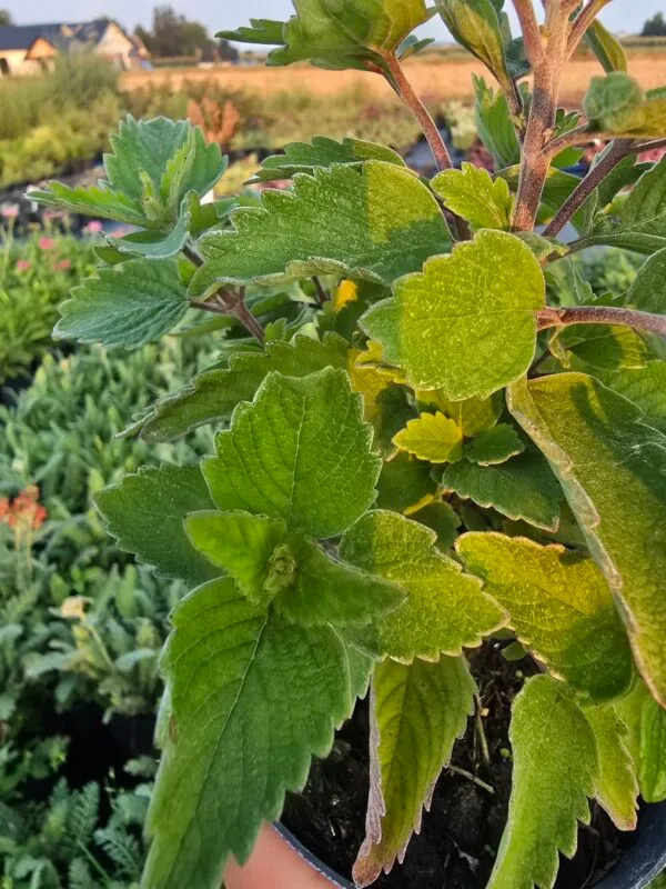 Barbula różowa 'Pavilion Pink'