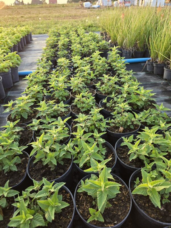 20250903_182944 Pysznoglowka ' Bee Bright' 2L, pachnąca bylina